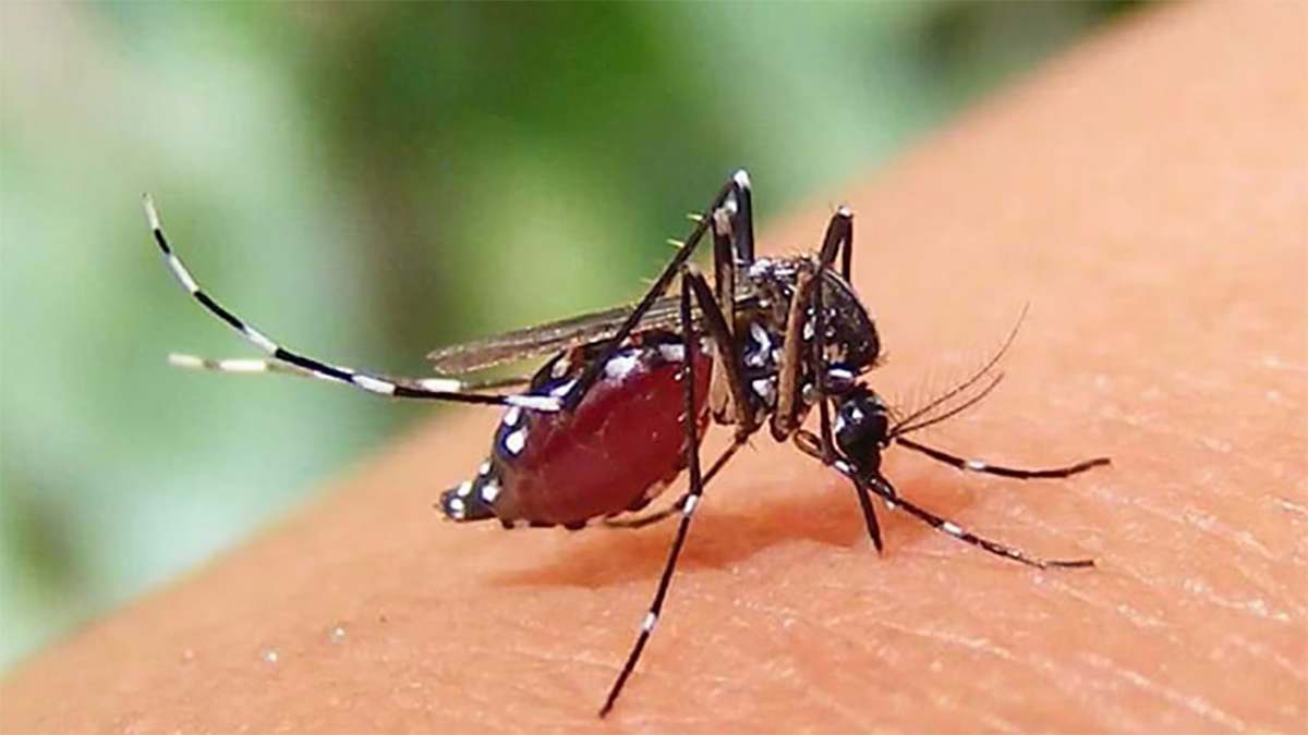 ডেঙ্গুতে আরও দুইজনের মৃত্যু, হাসপাতালে ২৭৯